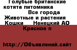 Голубые британские котята питомника Silvery Snow. - Все города Животные и растения » Кошки   . Ненецкий АО,Красное п.